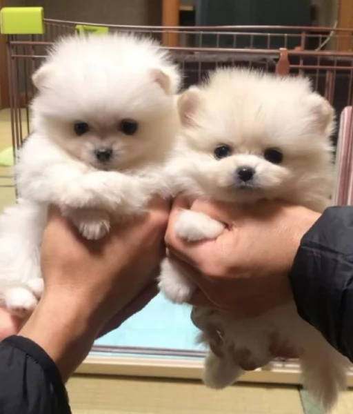 CUCCIOLI DI Pomerania ALLEVATI CON AMORE per adozione