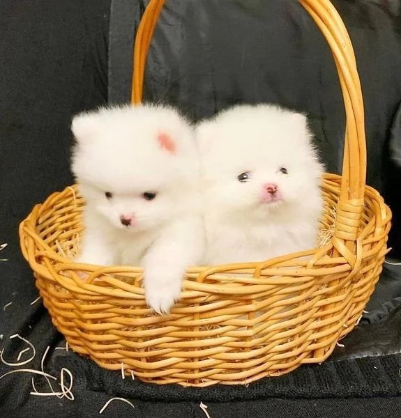 CUCCIOLI DI Pomerania ALLEVATI CON AMORE per adozione