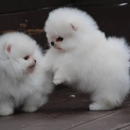 CUCCIOLI DI Pomerania ALLEVATI CON AMORE per adozione | Foto 1