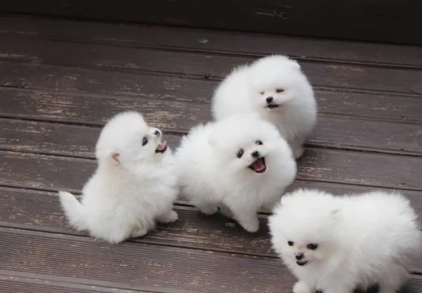 CUCCIOLI DI Pomerania ALLEVATI CON AMORE per adozione | Foto 0