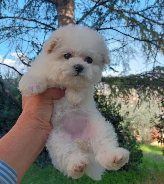 Cuccioli bichon frise | Foto 2