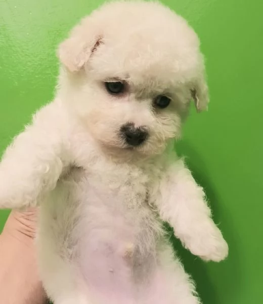 Cuccioli bichon frise