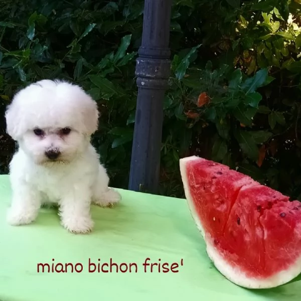 Cuccioli bichon frise | Foto 1