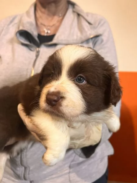 Cuccioli di alta genealogia | Foto 3