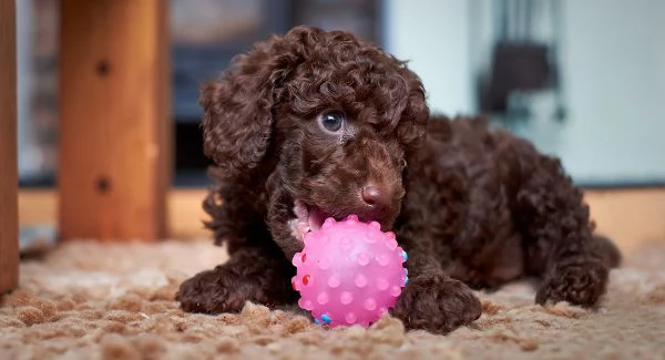 BARBONCINO TOY  BARBONCINI NANI CHOCO cuccioli da 70 euro al mese