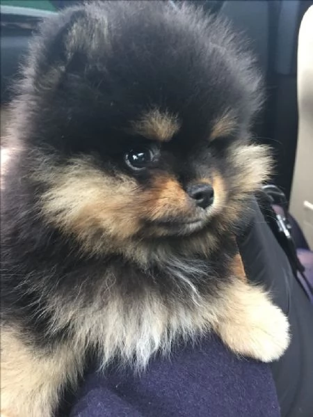 VOLPINI SPITZ DI POMERANIA TOY cuccioli da 70 euro al mese