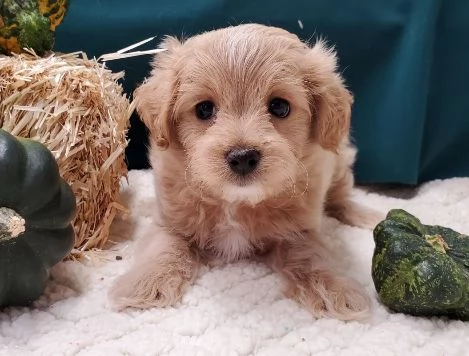 MALTIPOO cuccioli da 60 euro al mese