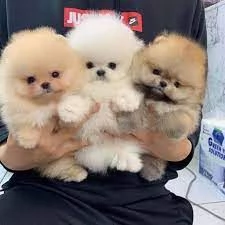 VOLPINI SPITZ DI POMERANIA cuccioli da 60 euro al mese