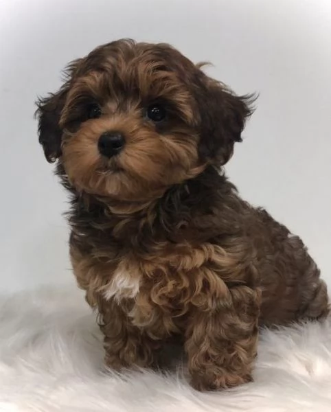 MALTIPOO cuccioli da 60 euro al mese