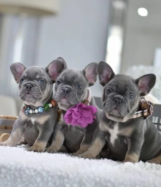 BULLDOG  BOULEDOGUE FRANCESE blu e tan cuccioli da 70 euro al mese