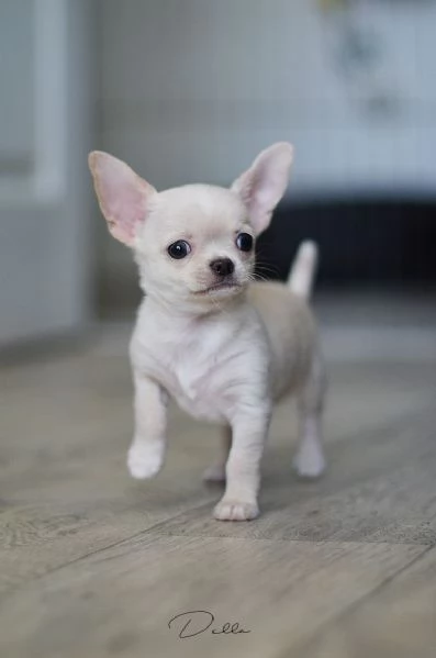 CHIHUAHUA TOY BIANCHI cuccioli da 70 euro al mese