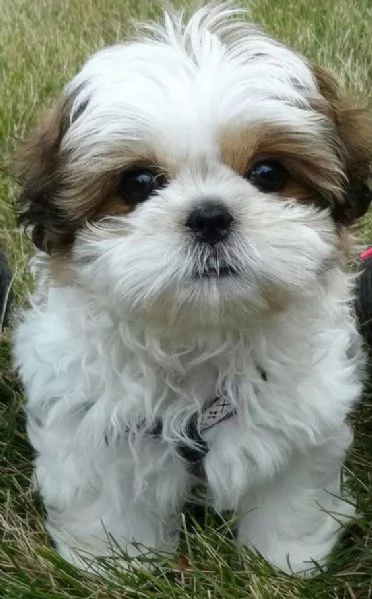 SHITZU  SHIHTZU CUCCIOLI da 80 al mese