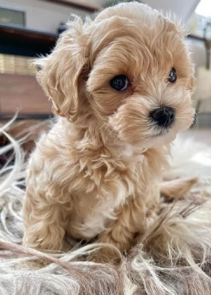 MALTIPOO CUCCIOLI da 60 al mese