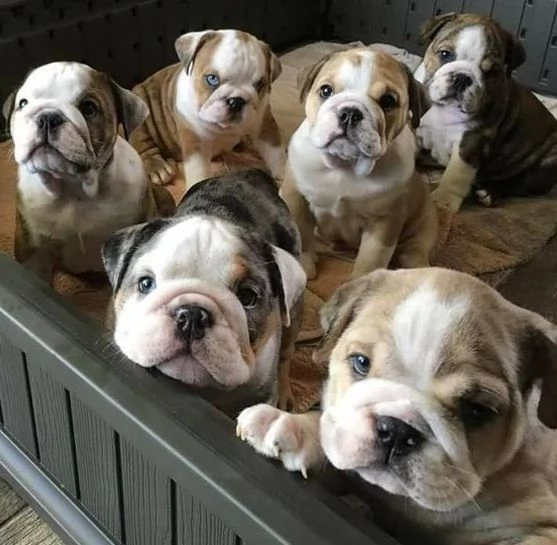 BULLDOG INGLESE cuccioli da 60E al mese