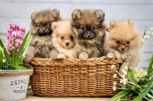 VOLPINI SPITZ di POMERANIA cuccioli da 60 euro al mese