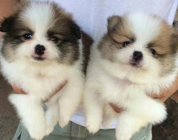 VOLPINI SPITZ di POMERANIA bicolore cuccioli da 60 euro al mese