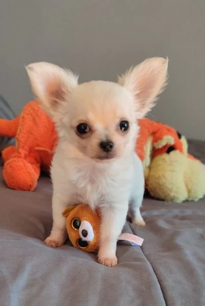 CHIHUAHUA TOY CUCCIOLI PELO LUNGO DA 50 euro al mese