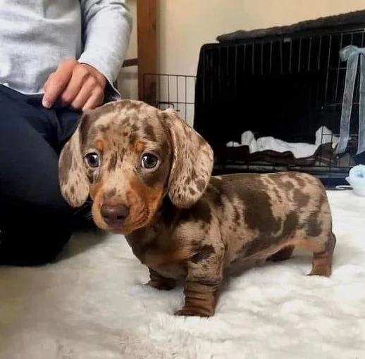 BASSOTTI NANI CHOCO MERLE CUCCIOLI DA 60 EURO AL MESE