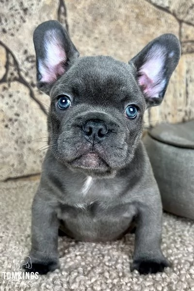 BULLDOG  BOULEDOGUE FRANCESE CUCCIOLI BLU  DA 60 EURO AL MESE