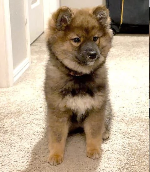 SHIBA INU CUCCIOLI PELO LUNGO da 60  al mese