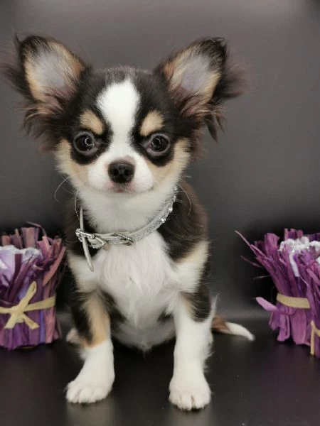 CHIHUAHUA TOY CUCCIOLI PELO LUNGO da 60  al mese