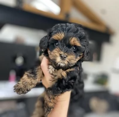 MALTIPOO CUCCIOLI CHOCO da 60 euro al mese