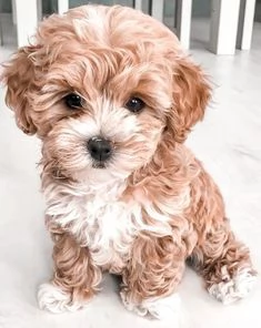 MALTIPOO CUCCIOLI  da 60 euro al mese