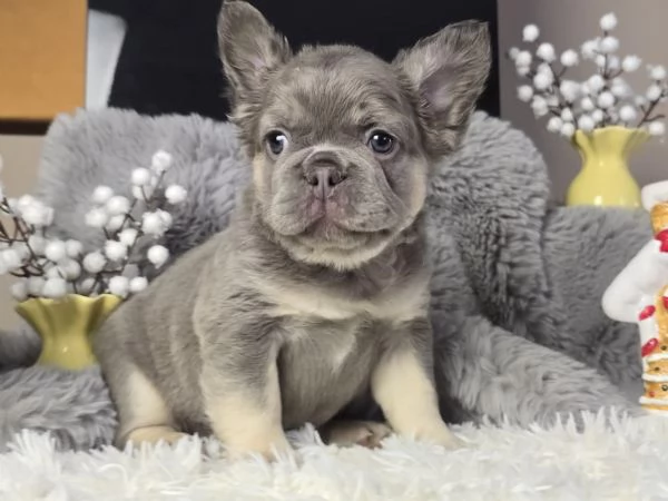 BOULEDOGUE  BULLDOG FRANCESE CUCCIOLI FLUFFY BLUE E TAN cuccioli