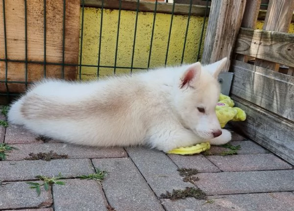 Siberian husky