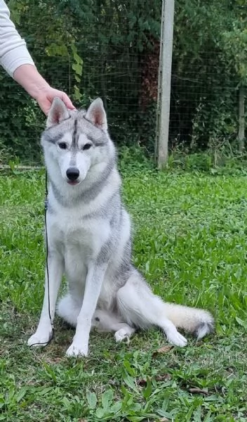 Cuccioli di Husky | Foto 4