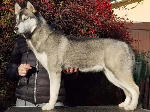 Cuccioli di Husky | Foto 0