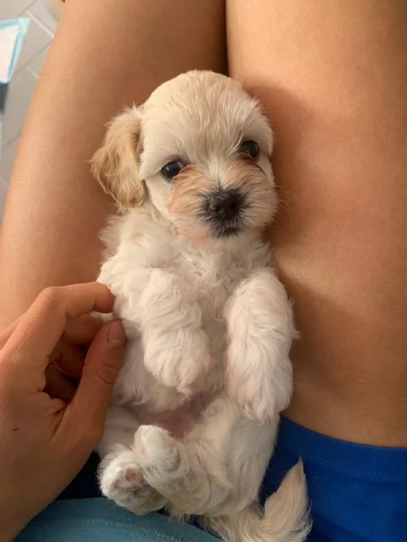 Cuccioli di Maltipoo prenotabili | Foto 0