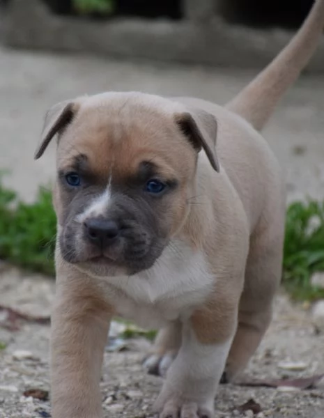 Amstaff cuccioli  | Foto 3