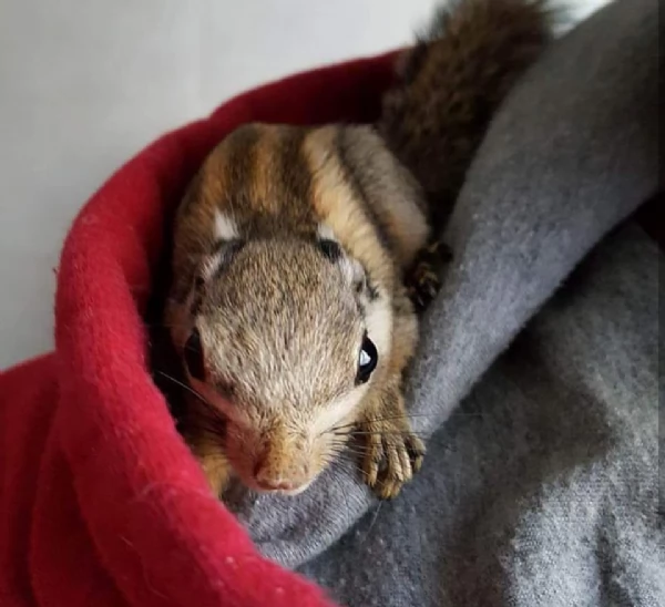 Meravigliosi cuccioli di Scoiattoli Tamiops | Foto 3