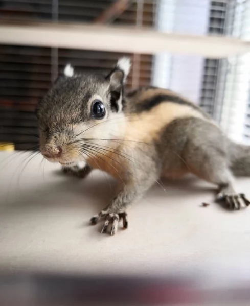 Meravigliosi cuccioli di Scoiattoli Tamiops | Foto 2