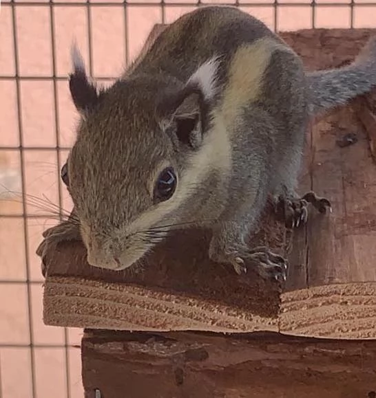 Meravigliosi cuccioli di Scoiattoli Tamiops | Foto 1