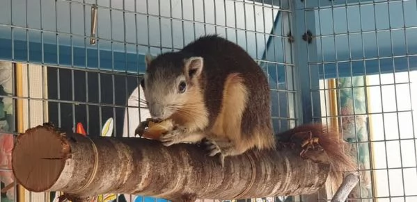 Meravigliosi cuccioli di scoiattoli Finlaysonii  | Foto 0