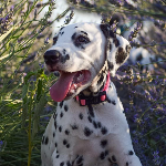 Allevamento Dalmata A Puà