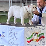 Gran Sasso Bulldog 99