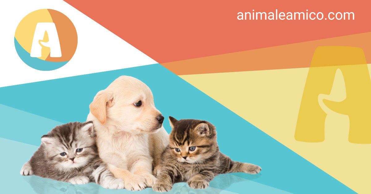 Annunci Animali Cuccioli di Cani e Gatti in regalo su AnimaleAmico.com